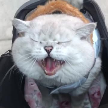 he's the sweetest cat