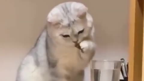 Cute cat shy while drinking