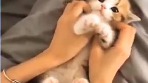 kittens - Cute and Funny baby Cat Videos Compilation top💗