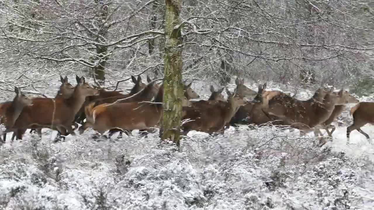 Wildlife - Free Nature animals Videos - No copyright video - Royalty free nature videos