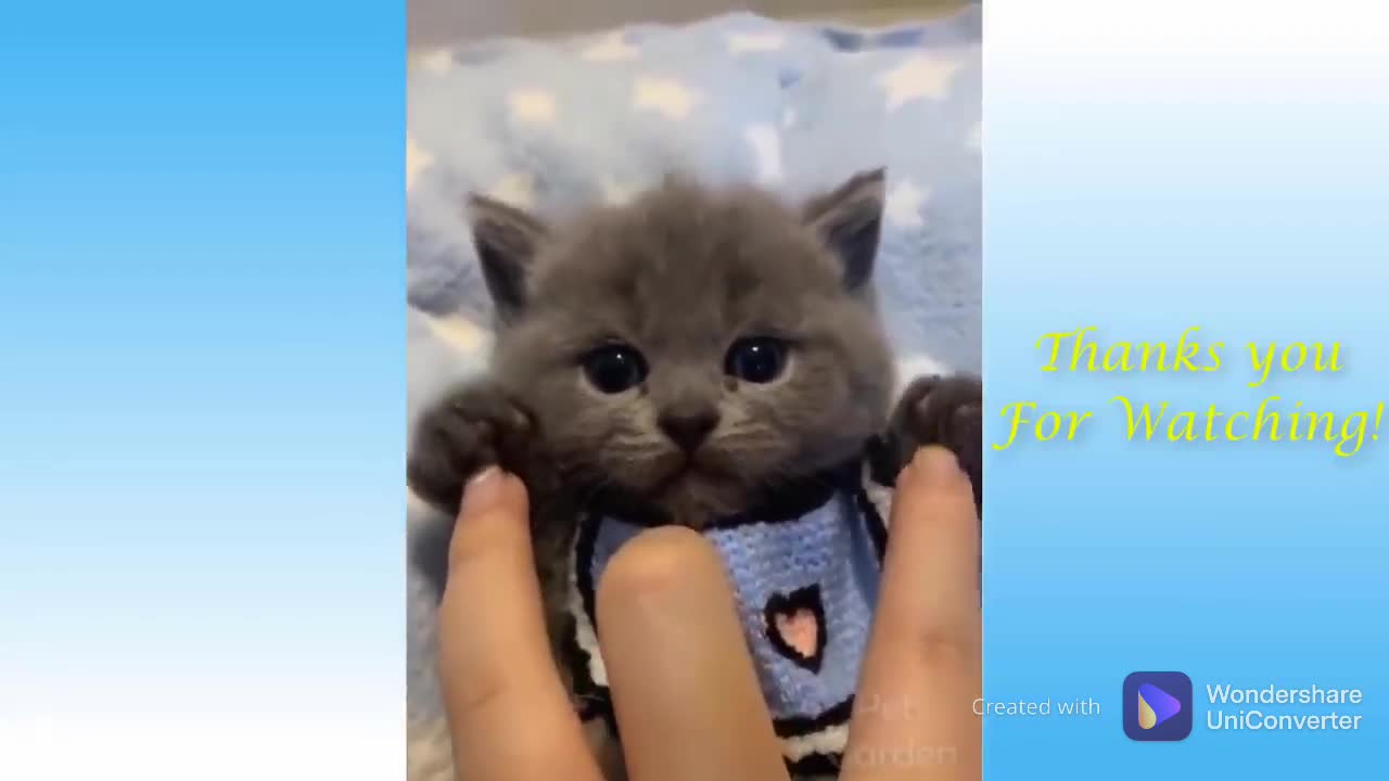 funny animals cats, dogs,