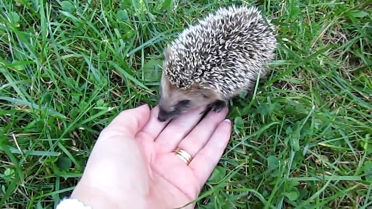 little cute hedgehog