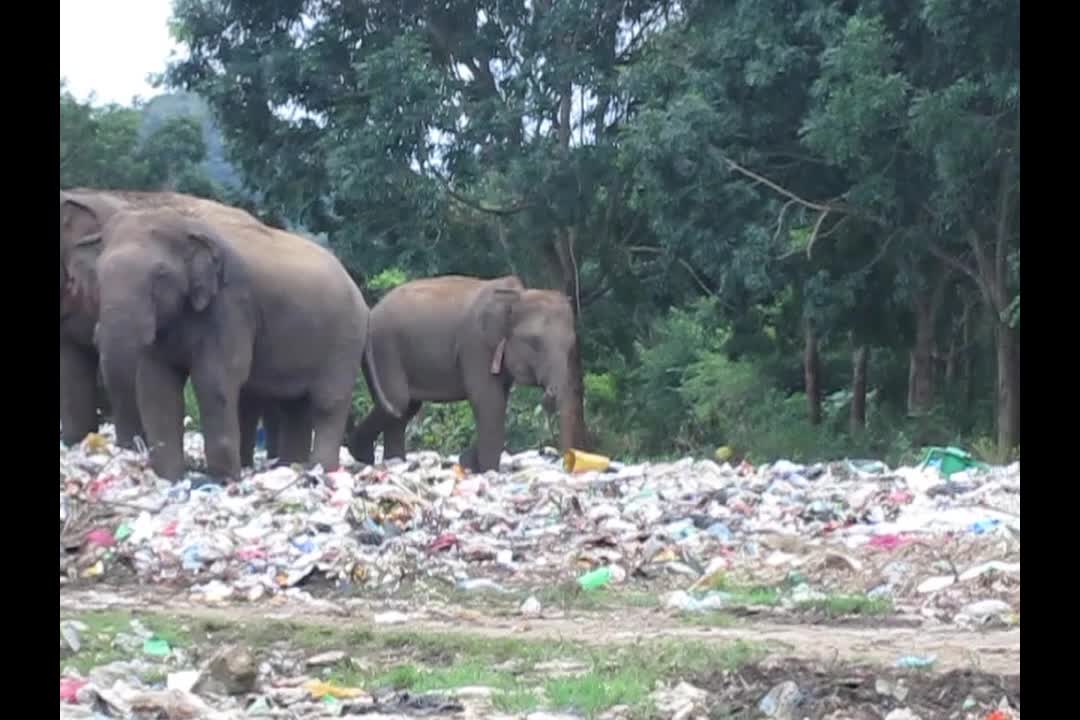 Elephant seen eating plastic bags of rubbish