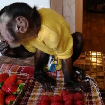 Ягоды для Мирошки