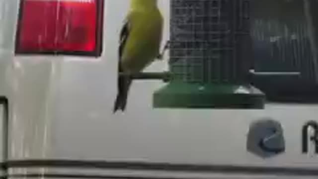 Goldfinch song