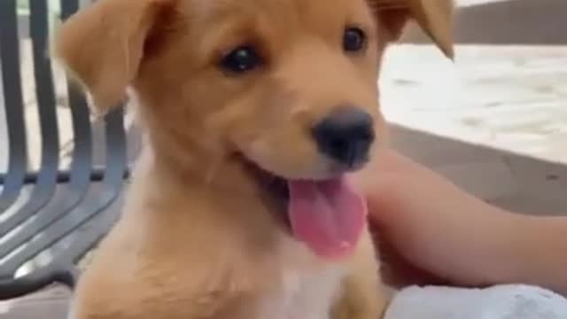 ☑️ Funny Moments Animals - Best Of The Adorable Pets #Shorts