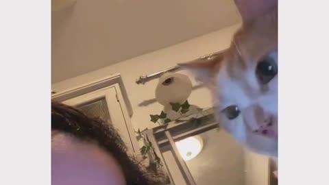 Take a selfie with a cat