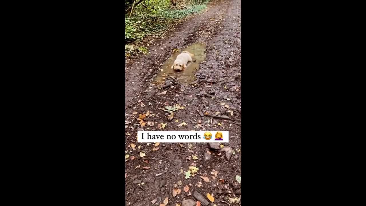 Naughty pup can't resist lying in a muddy puddle