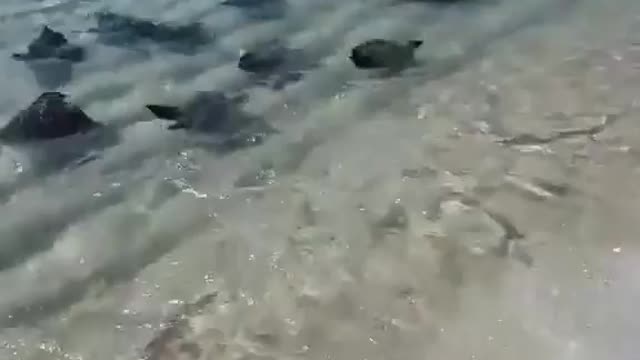 The beauty of nature