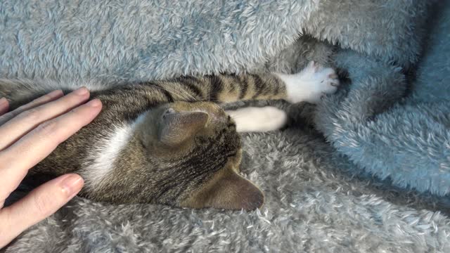 I Purr and Make Biscuits