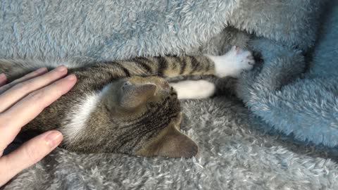 I Purr and Make Biscuits