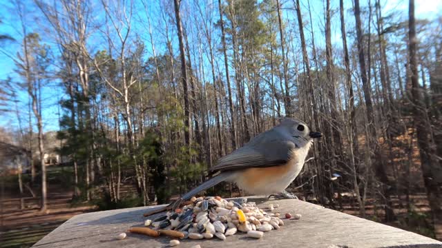 Tufted Titmouse- Hear their Calls!