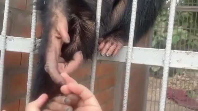 Monkey Life | Laugh Out Lout with Monkey | Funny Monkey | Funny Animals