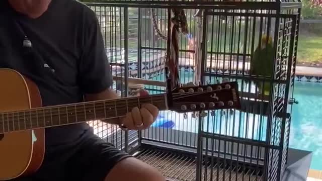 Parrot on Point With Guitar Performance