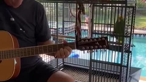 Parrot on Point With Guitar Performance