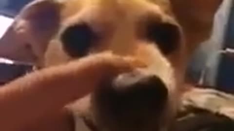 dogs can sing