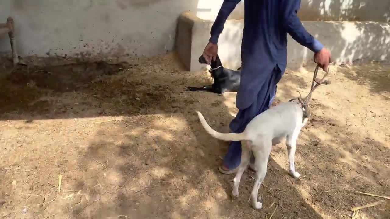 Dog and goat are meeting And treatment Animal