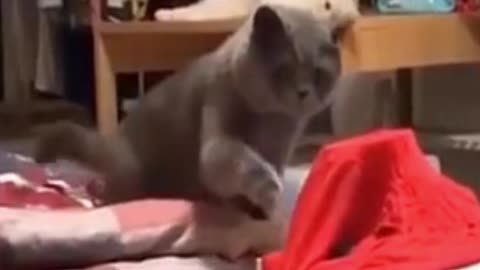 Funny Curios Cat and His Hilarious Reaction