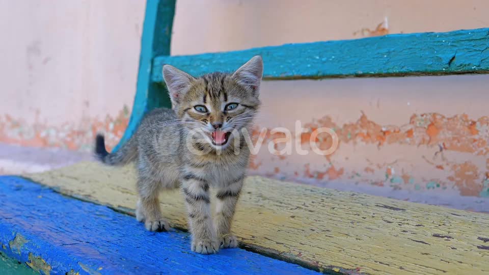 Cute 🥰 little kitty