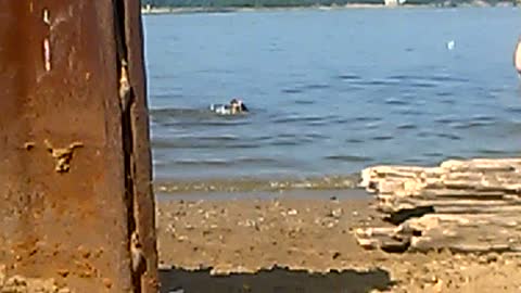 A hard dog sinks, trying to grab a stick