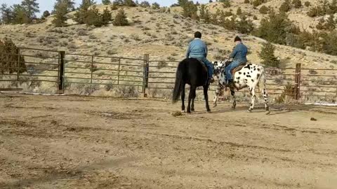 Horse Training_Raven