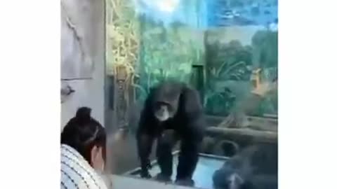 Chimpanzee are too happy with guys and clap for him