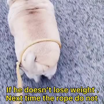 Need to put him on a diet