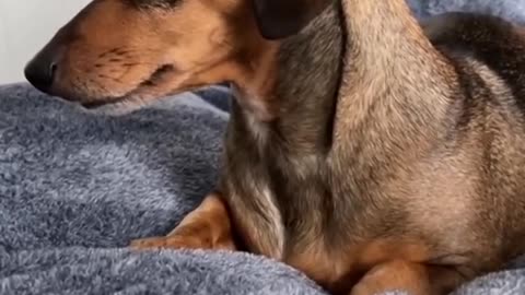 The Funniest Animal Videos on the Internet