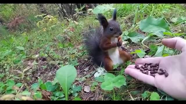 little squirrel eating pine nuts