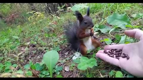 little squirrel eating pine nuts