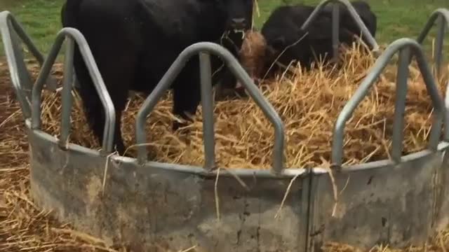 Poppy and the hay ring