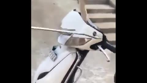 Snake inside the scooter 😱