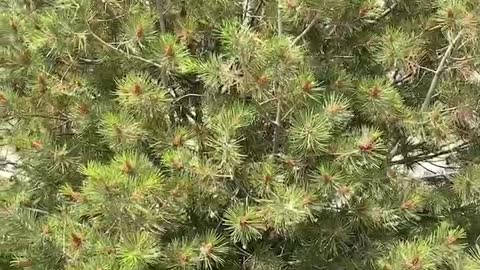 Strange plants growing on trees