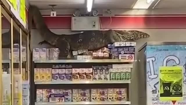 Jurassic in store