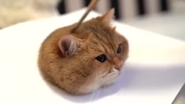 Today is master-class: how to paint a cat