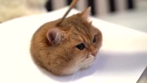 Today is master-class: how to paint a cat