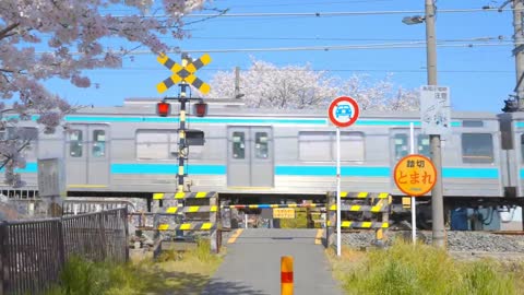 【8K HDR】 Japan Kyoto Cherry Blossom 京都の桜