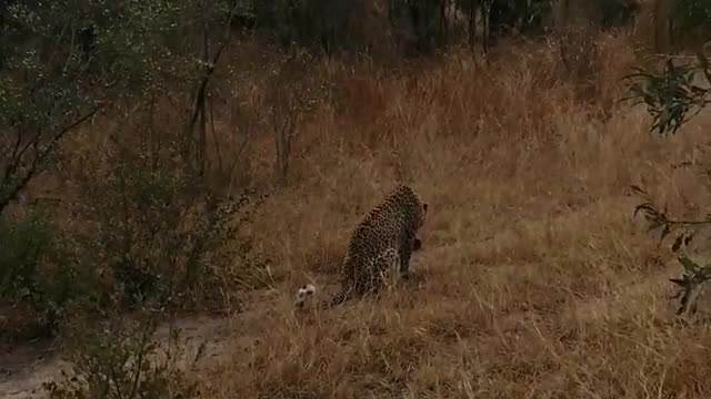 Lion Vs Leopard