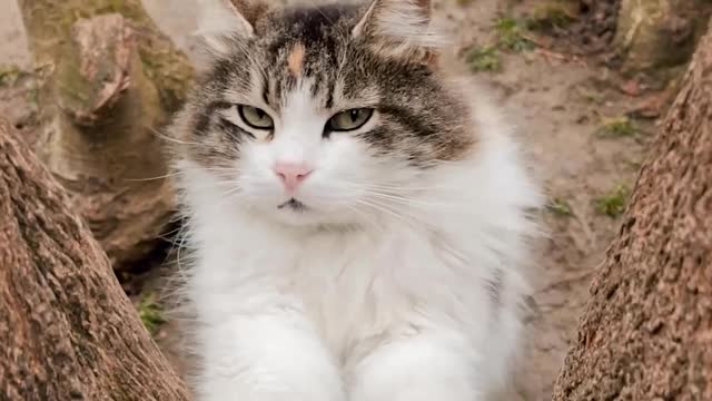 Cuit cat beautiful cat funy cat video