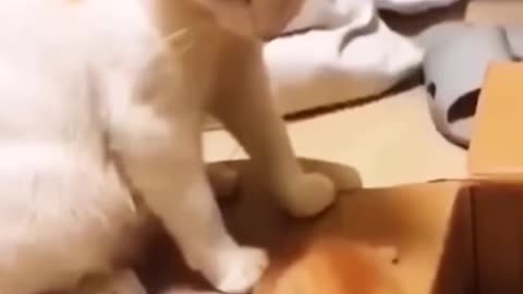 Monkey playing a dog pet.