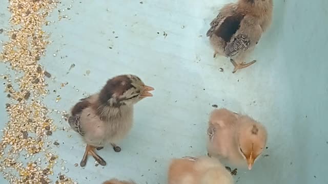 Newborn Chick