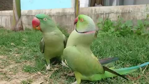 Beautiful indian parrot