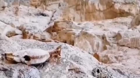 A cheetah and a sheep are facing off