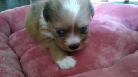 cute and funny puppy #1