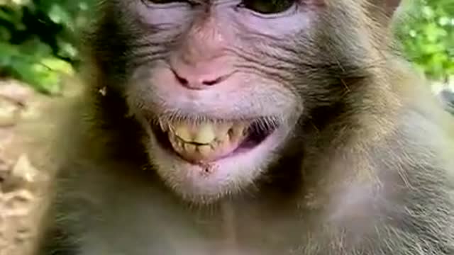 Funniest Animals - Best Of The 2021 Funny Animal Videos #41