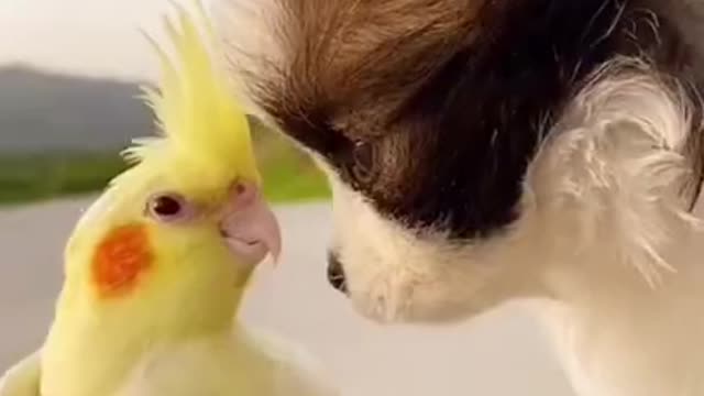 Funny Animal Videos - Awesome Funny Pet Animals | Cute Animals | Super Funny Dog Videos