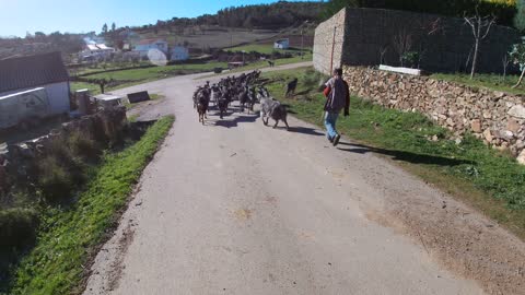 Goat herd on a walk