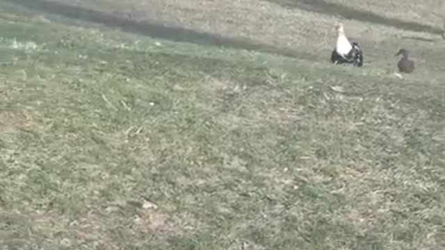 2 moscovys and a chick Episode 13: Jake Waddles His Way Home!