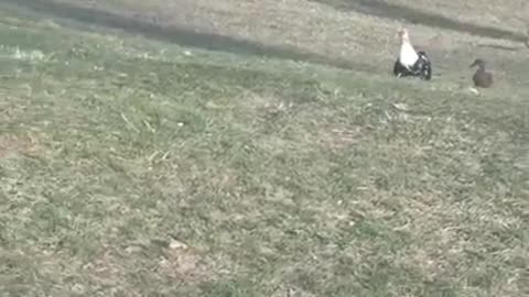 2 moscovys and a chick Episode 13: Jake Waddles His Way Home!