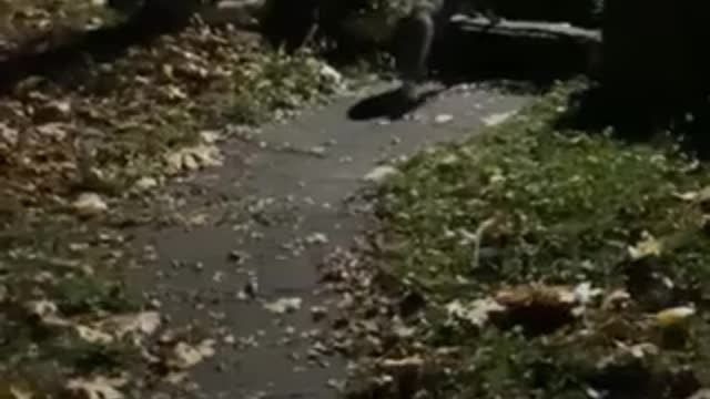 The brave cat chased the fox away.